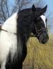 Irish Tinker Stute,  Hengst und Wallach- 5-6 Jahre- 150cm- Falbe