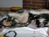 Skunk/ Stinktierwelpen Wurfankündigung 2012 Hausaufzucht