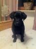 suche für meinen Labradorwelpen ein liebes zuhause