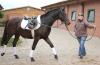 DREAM DRESSAGE - 157cm,  3J. - DRESSUR-Crack in klein