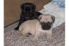 Reinrassige Mops Babys,  Freiatmend