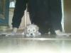 Golden Retriever Mischlingswelpe