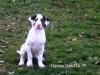 Deutsche Doggen Welpen