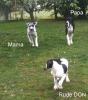 Deutsche Doggen Welpen