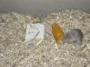 Verschenke männliche Wüstenrennmaus /  Gerbil