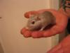Verschenke männliche Wüstenrennmaus /  Gerbil