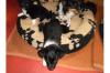 Chihuahua Babys, Pommernland Abstam. mit Papieren