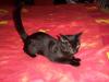 suche für meine katze leila eine schönes neues zu hause