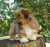 Lhasa Apso Welpe -Rüde- 13 Wo alt VDH/ ILT sucht ab sofort neues Zuhause