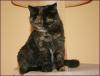 BKH Girl black-tortie