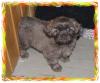 Chihuahua Mix Welpen