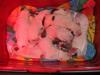 American Bulldog Welpen - November 2011
