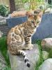 Bengalkitten bezaubernd und schön!