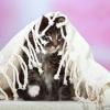 zuckersüße Maine Coon Babys suchen ein schönes zu Hause