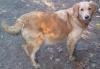 Wurfmeldung- wunderschöne Golden Retriever Welpen