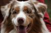Aussi Red-Merle Deckrüde