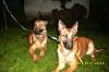 Malinois/  Belgische Schäferhunde