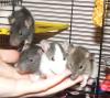 handzahme (5Wochen junge) Rattenkids suchen ein neues zu Hause