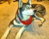 schäferhund malamute mix