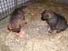 TOP Schäferhundwelpen aus Leitungszucht WT.16.10.2011