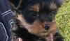 Yorkshire Terrier Welpen