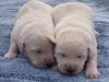 Doodle Welpen,  weiß,  Helle Labradoodle Welpen suchen ein neues zu Hause..
