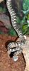 teppichpython Jaguar Silbling 1.0