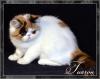 Wundschönen Exotic SH Kitten!!!!