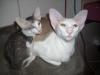 Siamkatzen * OKH * Peterbald