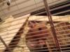 hamster zu verschenken !!!!