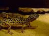 2 Leopardgeckos mit Terrarium abzugeben!!