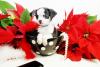 Mini-Chihuahua-Welpen, 