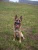Lieber voller Malinois abzugeben ( mit papieren )
