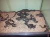 Boa constrictor imperator DNZ April 2011
