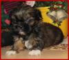 Chihuahua - Pekinese Mix