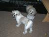 2 Süße Shih-Tzu-Bichon Mix Schwestern tricolor