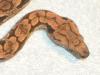 südl. Madagaskarboa ( Acrantophis dumerili ) ENZ 2008,  2009,  2010 