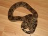 Boa Constrictor 100% Het. Albino ENZ 2007