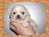 Chihuahua/ Pekinese und Shih Tzu/ Pekinese Mixe
