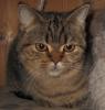 Katze,  kastriert,  black-tabby