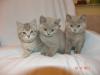 WUNDERHÜBSCHE BKH – KITTEN Lilac und Wiskas-Farbe