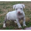 American Pit Bull,  Am Staff. 