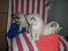 Birma/ Ragdoll Mixkittys