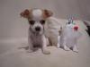 Wunderschöne Extra Mini Chihuahua aus seriöser Hobbyzuch