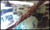 Junge Bartagame Nachzuchten abzugeben ! Pogona vitticeps