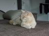 BKH Creme sucht liebevolles Zuhause