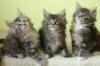 Maine Coon Babies zu verkaufen