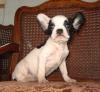Französische Bulldogge,  Süße Welpen,  Freiatmend