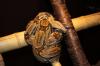 Boa c. constrictor Guyana  abzugeben