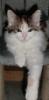 Maine Coon